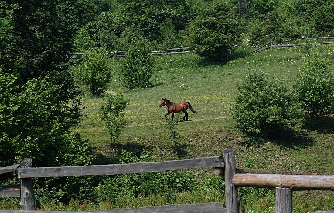 Property Ranch Jelov Klanac - spending days outside, enjoying nature
